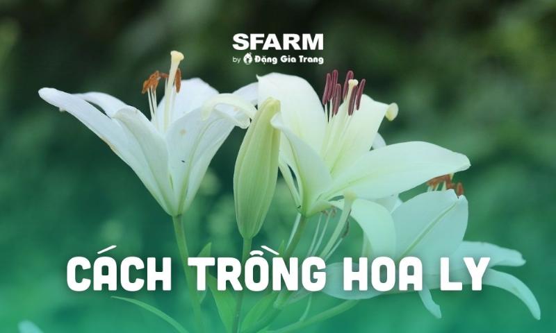 So sanh hoa ly tuoi va hoa ly bi heo kem theo cach cham soc